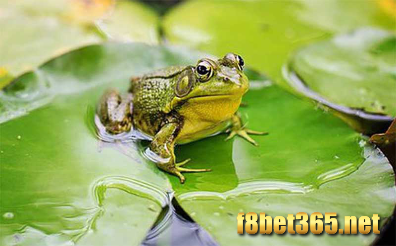 Chiêm bao mơ thấy con ếch ở dưới hồ sen