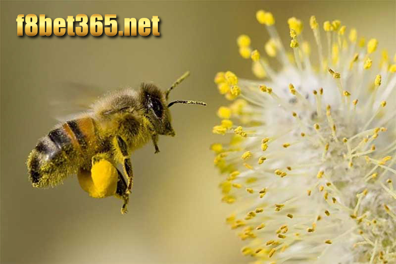 Con ong số mấy? Chiêm bao con ong đánh con gì?