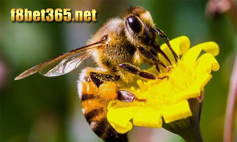 Ý nghĩa giấc mơ thấy con ong 