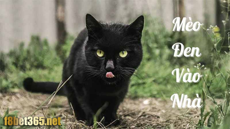 Tìm hiểu thông tin về mèo đen