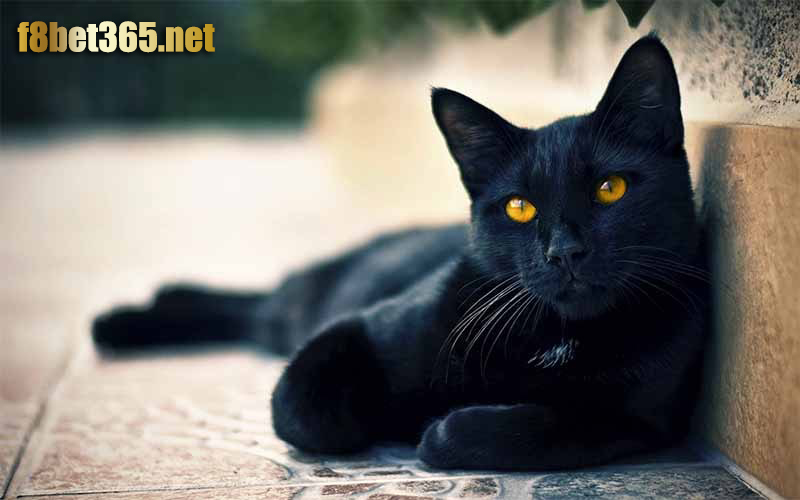 Mơ thấy mèo đen thì đánh số gì?